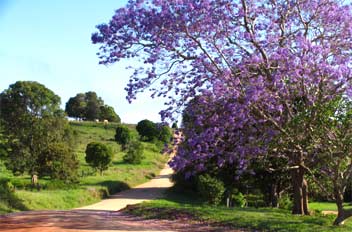Spring time on Kingaroy's Booie Range